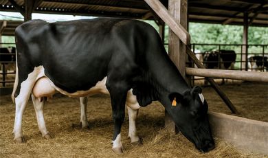 Tarissement vache
