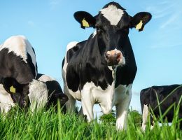 Vaches environnement champs