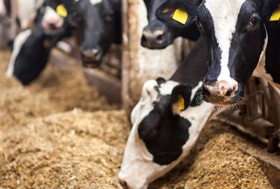 Nutrition vaches