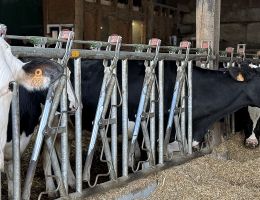 Production vaches