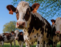 Vaches nature