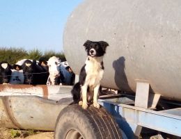 Chien troupeau