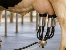Vache traite lait