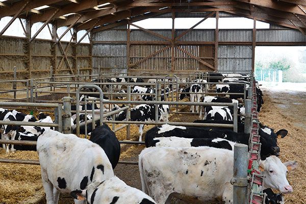 Vaches étable