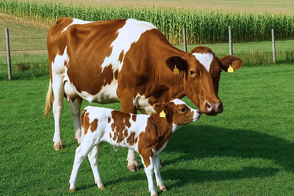Veau vache