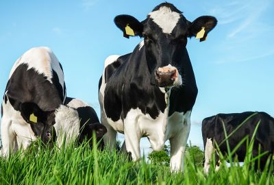 Vaches environnement champs