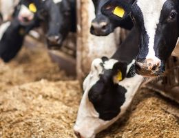 Nutrition vaches