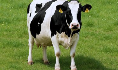 Vache gestante