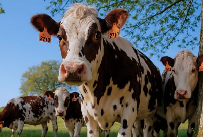 Vaches nature