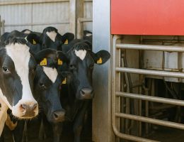 Robot traite vaches