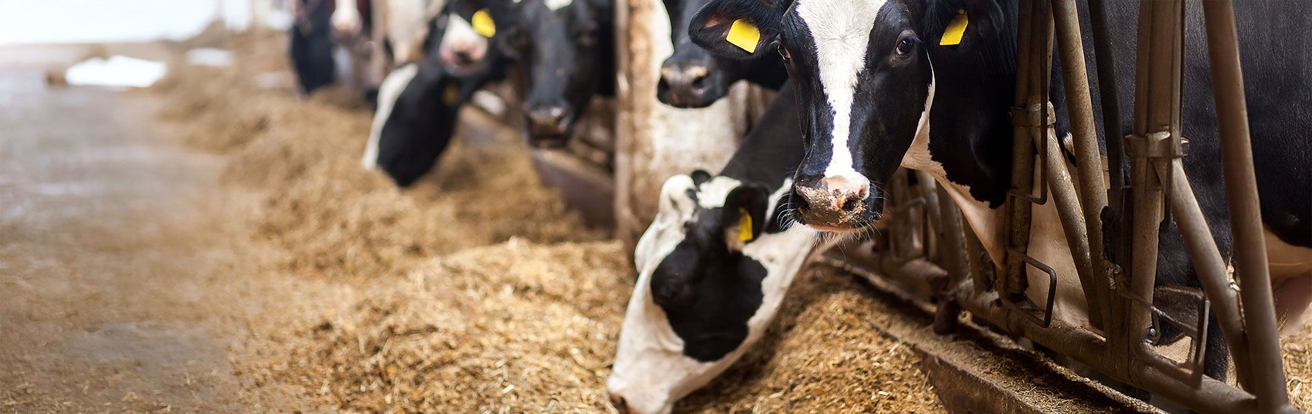 Nutrition vaches