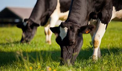 Vaches