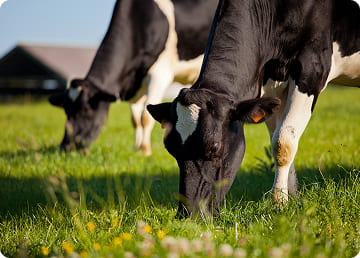 Vaches